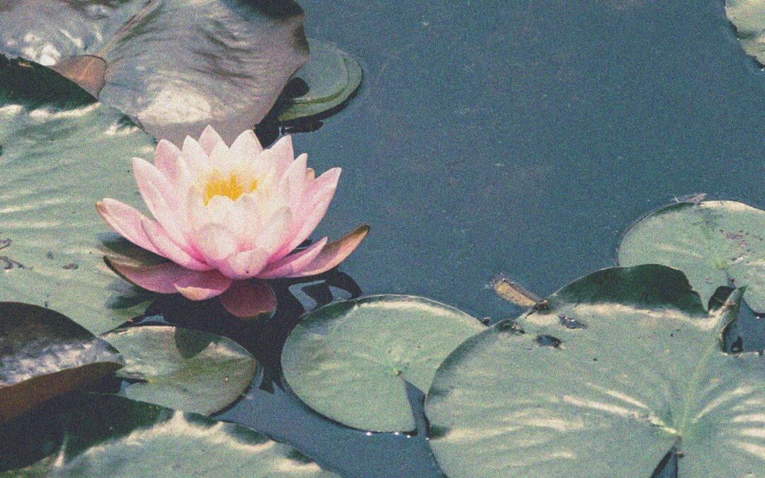 Un Passo alla Volta – Meditazione in Cammino