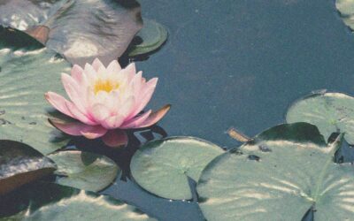 Un Passo alla Volta – Meditazione in Cammino